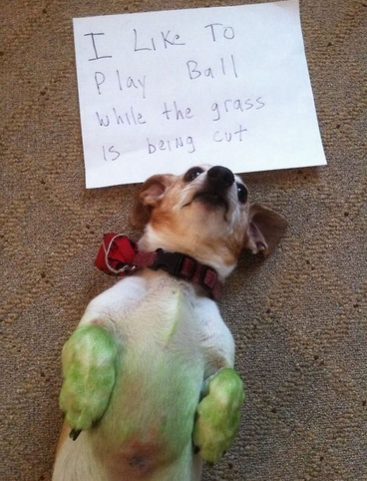 brown and white dog with green-tinted front legs laying belly up on brown carpet with a note saying "I like to play ball while the grass is being cut"