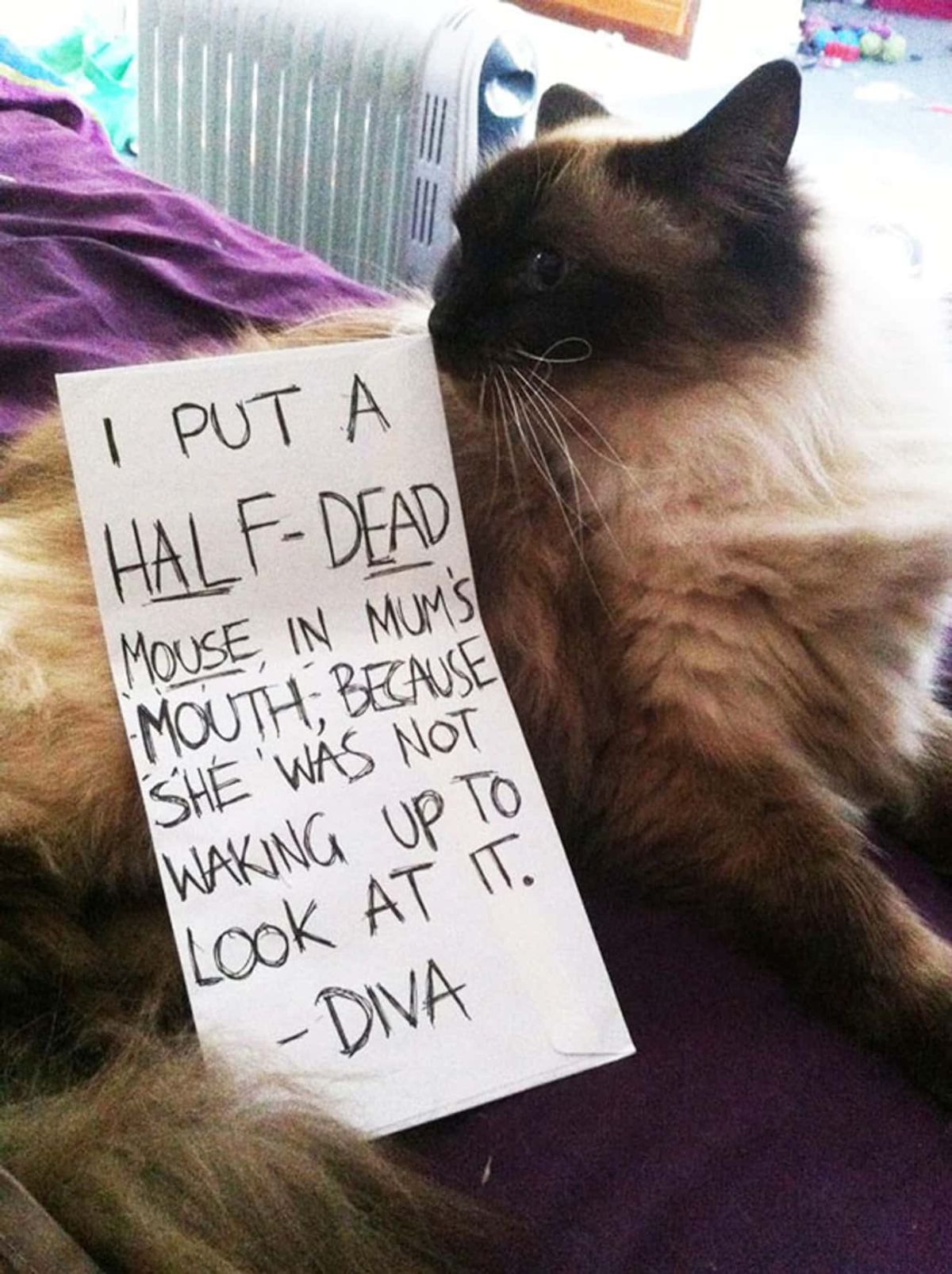 fluffy brown and black siamese cat laying on a purple bed with a note saying the cat put a half-dead mouse in mum's mouth because she wasn't waking up to look