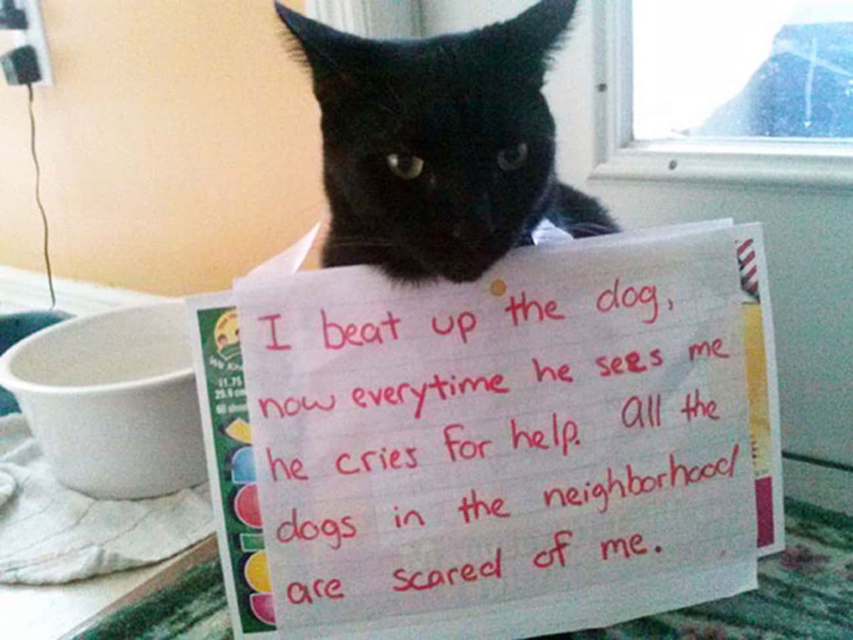 black cat sitting on the floor next to a tray holding a white bowl with a note around its neck with a note saying the cat beat up the dog, the dog cries for help every time the dog sees the cat and that all the dogs in the neighbourhood are afraid of the cat