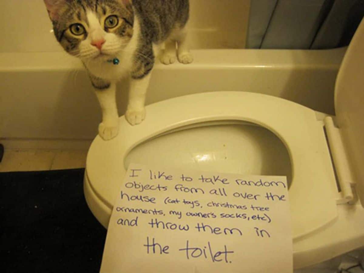 grey and white tabby cat standing with front paws on a toilet seat and back legs on the rim of a bathtub with a note saying the cat takes random household objects and puts in the toilet bowl