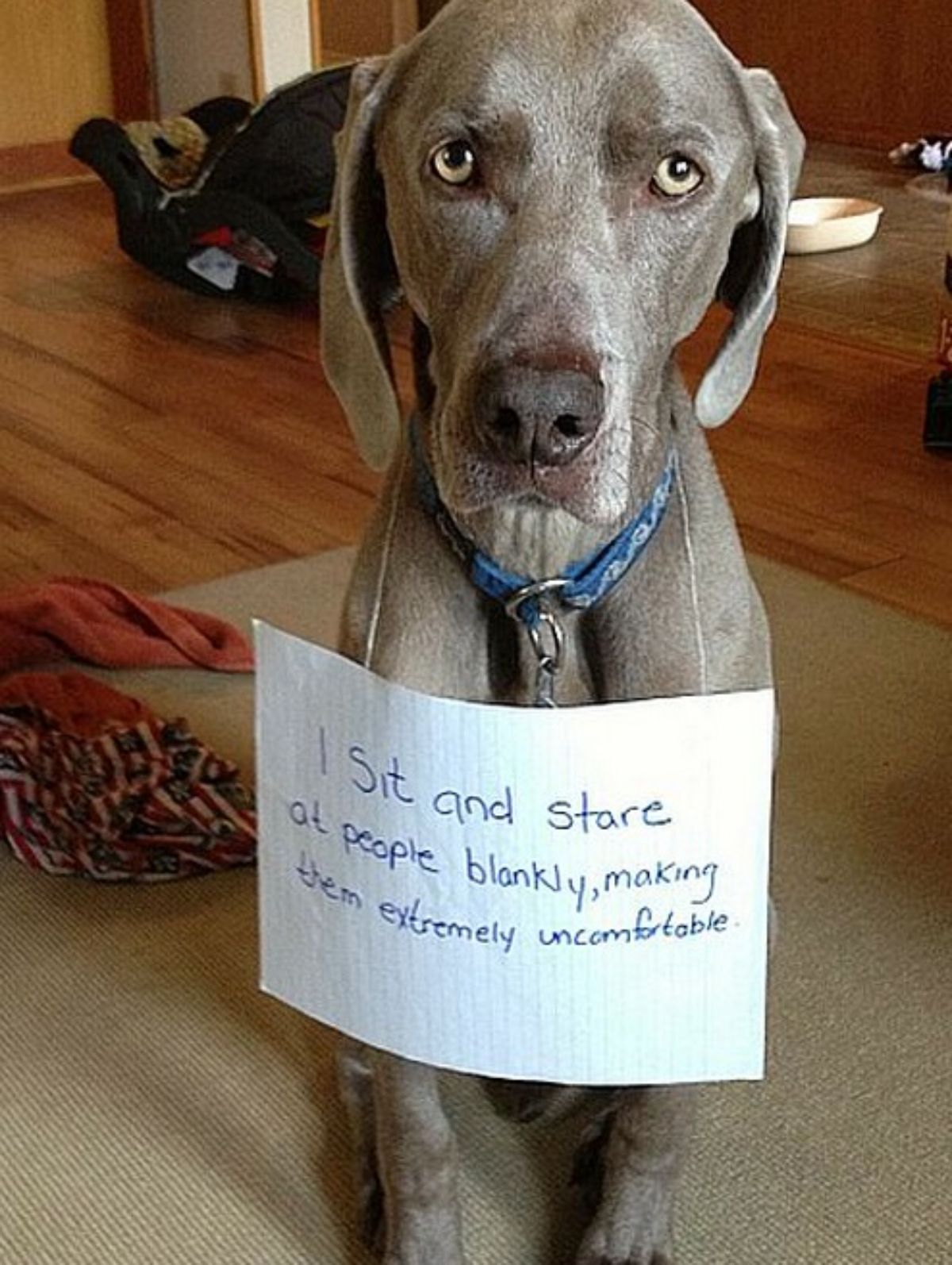 grey dog sitting on the floor and staring mournfully with a note saying "I sit and stare at people blankly, making them extremely uncomfortable"