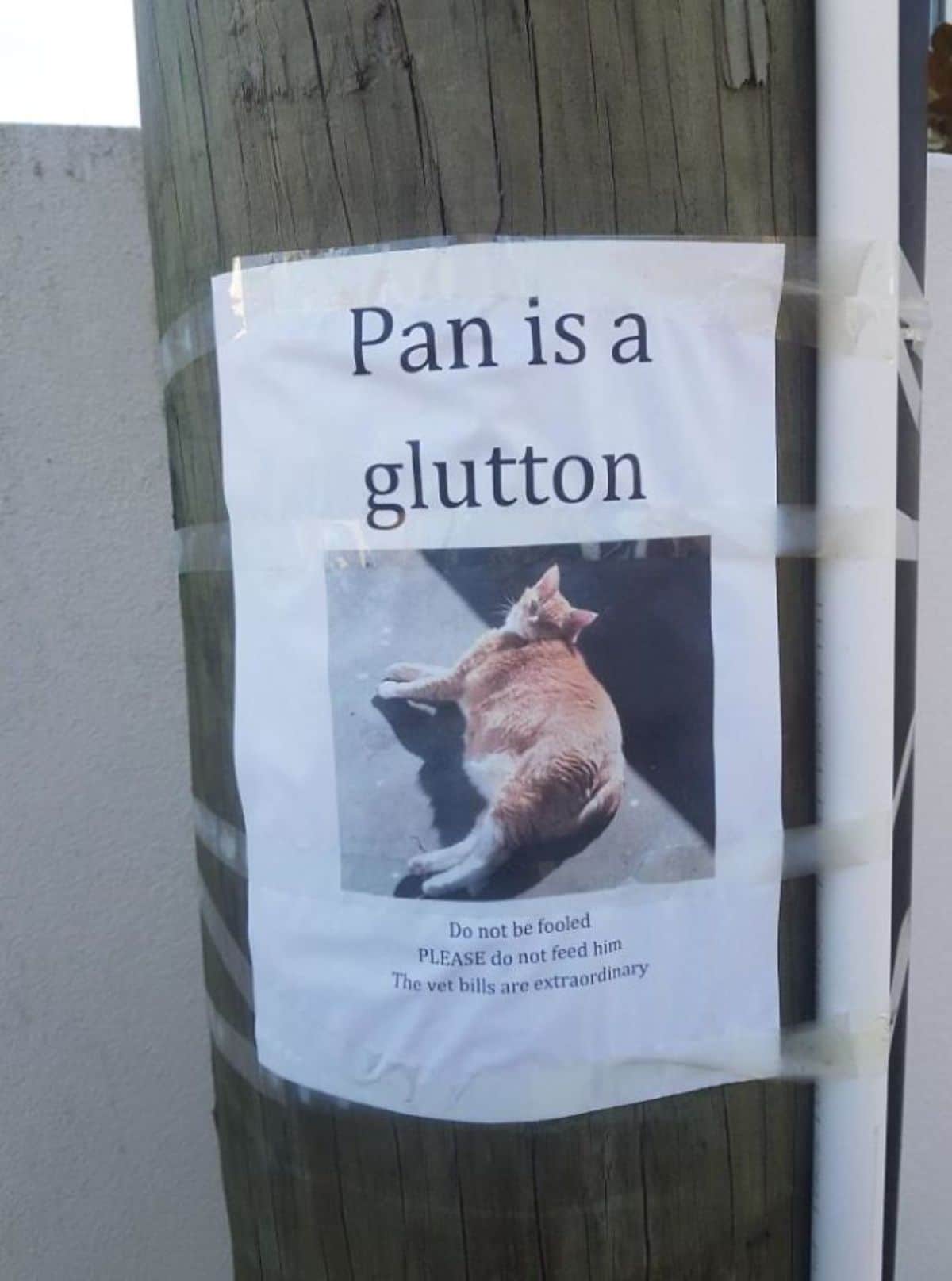 picture of an orange and white cat laying on its side in a white notice cellotaped to a tree and it says that pan is a glutton and to not feed the cat and that the vet bills are high