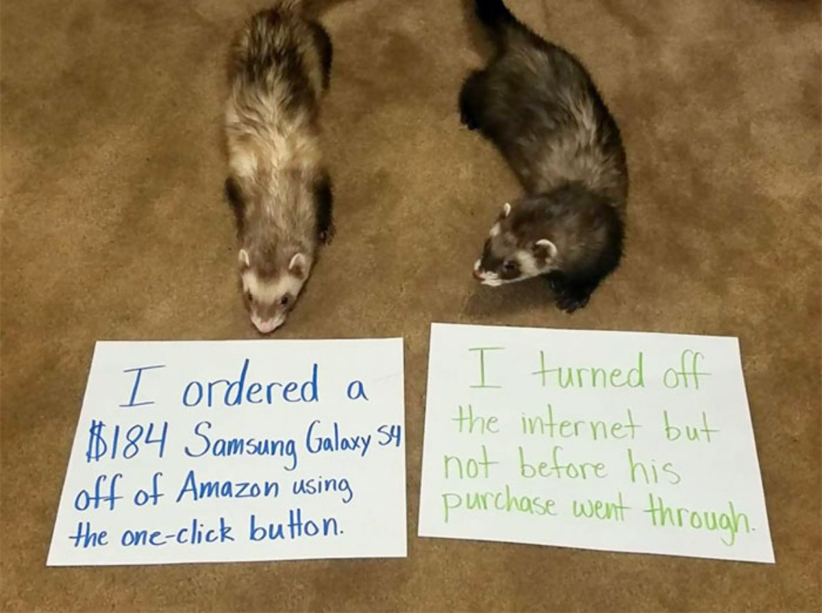 2 brown and black ferrets on the floor with notes saying one ferret ordered a samsung galaxy phone and the other ferret switched off the internet but not before the other ferret ordered the phone