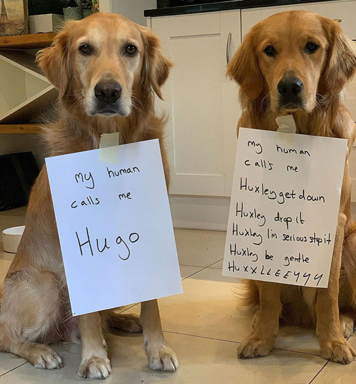 2 golden retrievers sitting on the floor with one dog's note saying "they call me hugo" and the other one's saying the dog is called "huxley get down" "huxley stop it" "huxley im serious stop it" "huxley be gentle" and "huxxlleeyyyy"