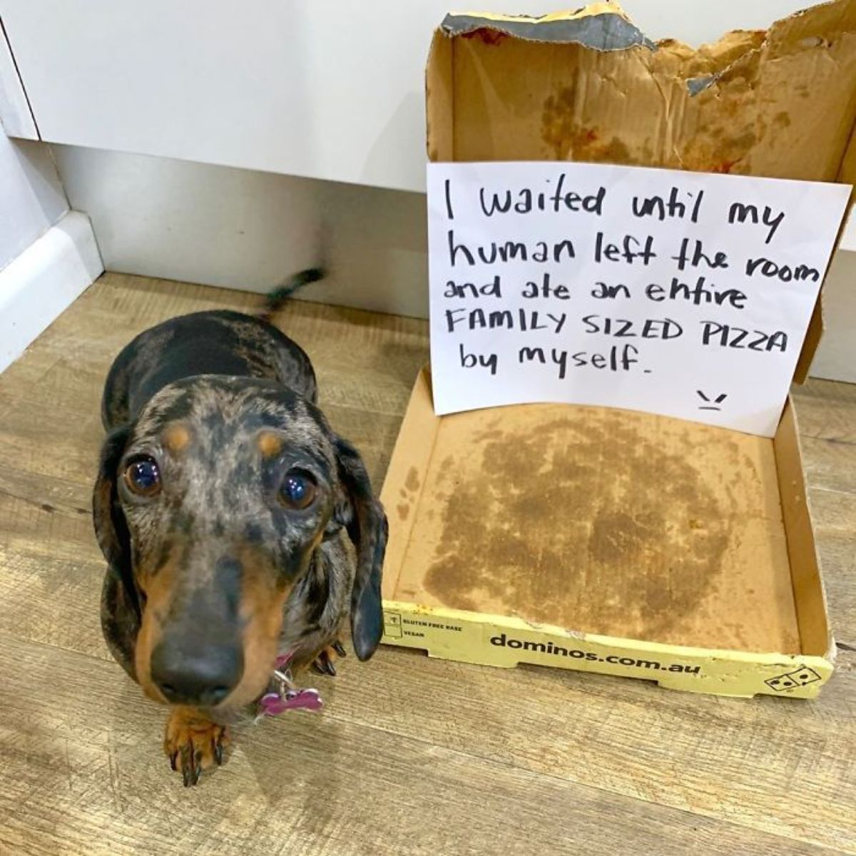 black and brown dachshund standing next to an empty pizza box with a note saying the dog ate a whole pizza when the humans were out of the room