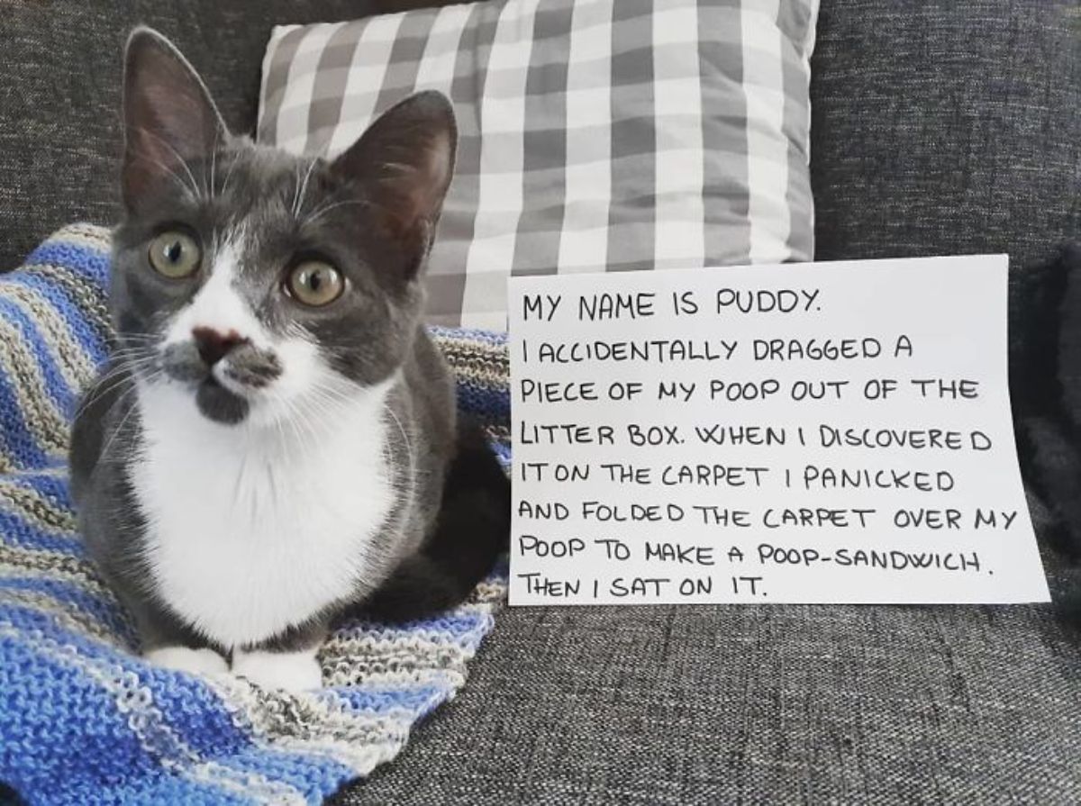 black and white cat laying on a blue and white blanket on a grey sofa with a note saying the cat got a poop on a mat, folded it over and sat on it
