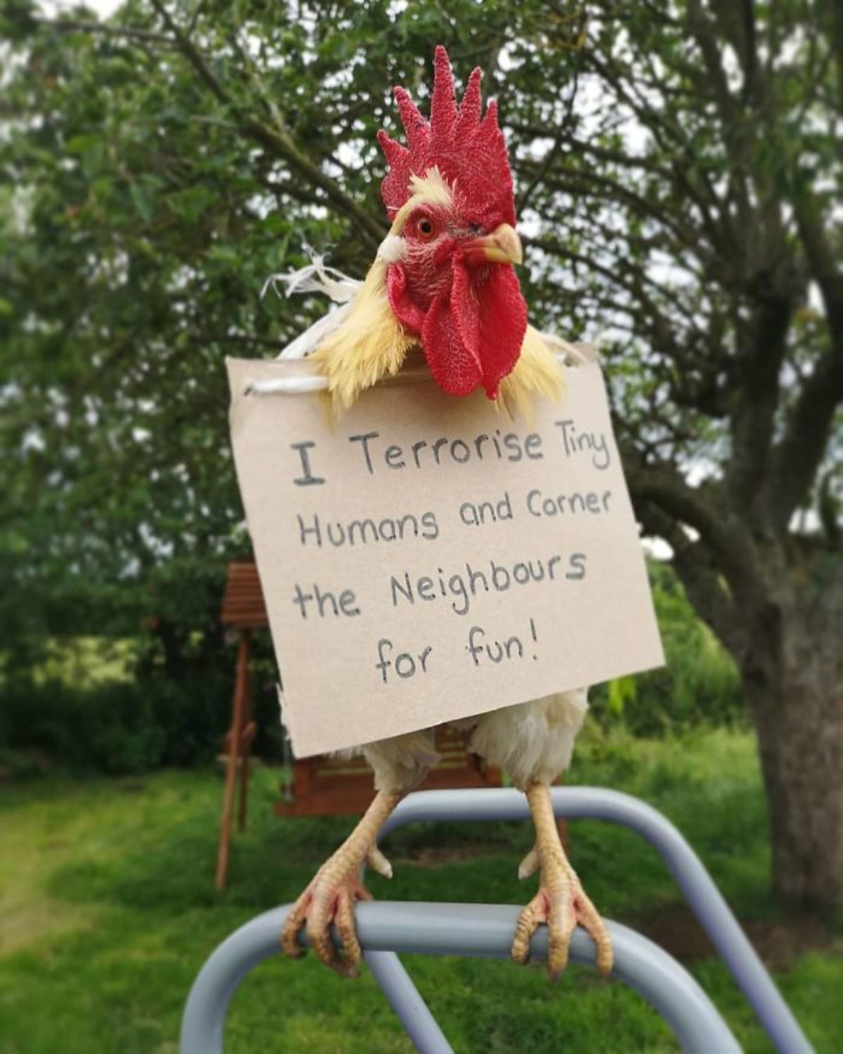white and red rooster standing on grey metal raining with a note saying "i terrorise tiny humans and corner the neighbours for fun"