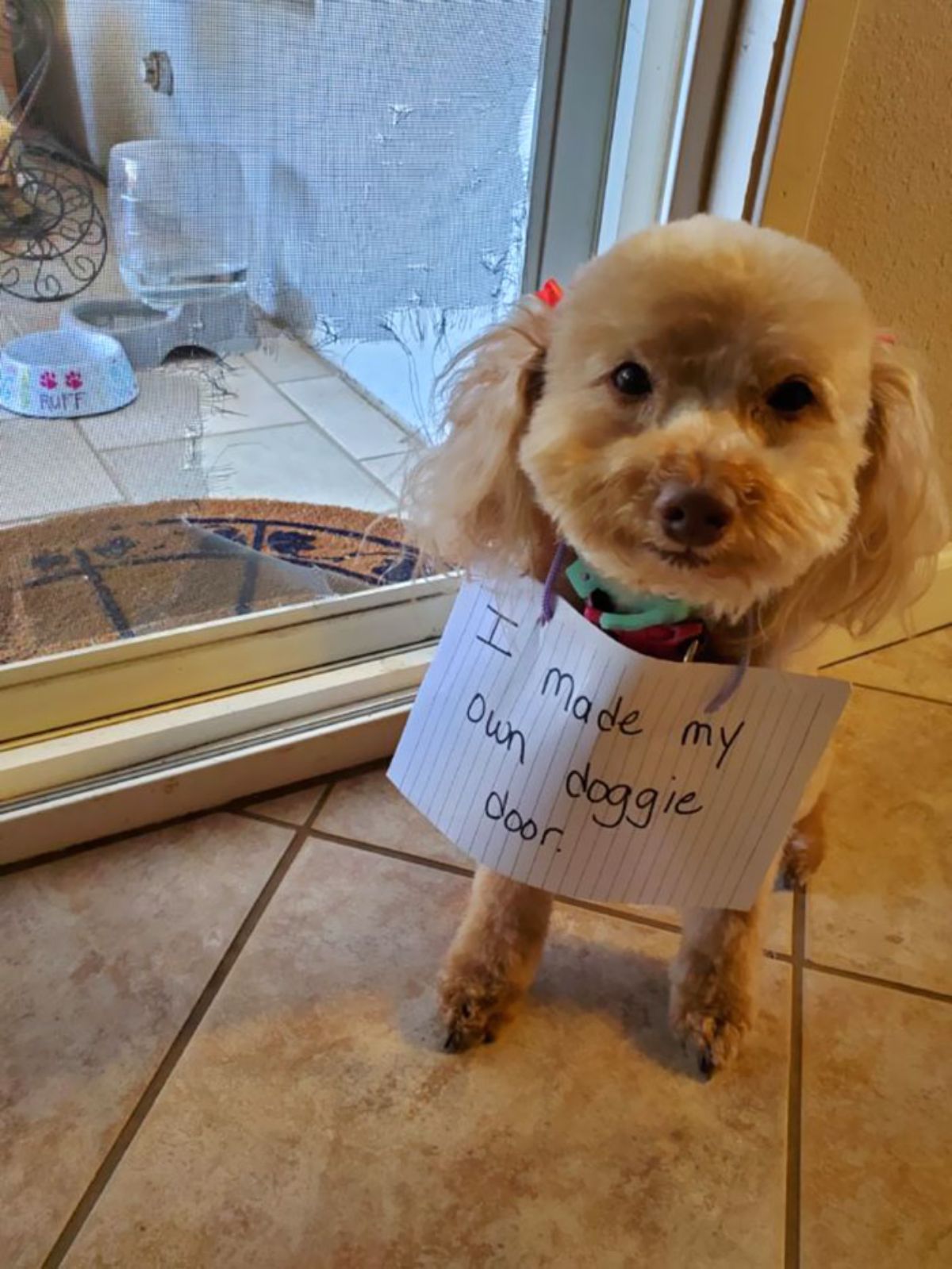 small brown fluffy dog next to a screen door with a hole ripped in one side with a note saying "i made my own doggy door"