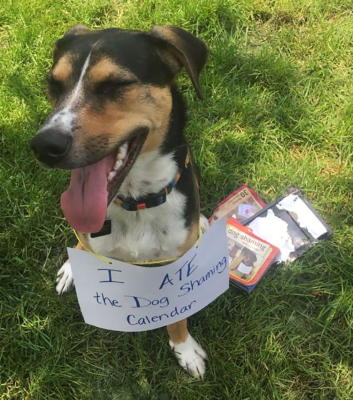 black brown and white dog sitting on grass with a note saying "I ate the dog shaming calendar"