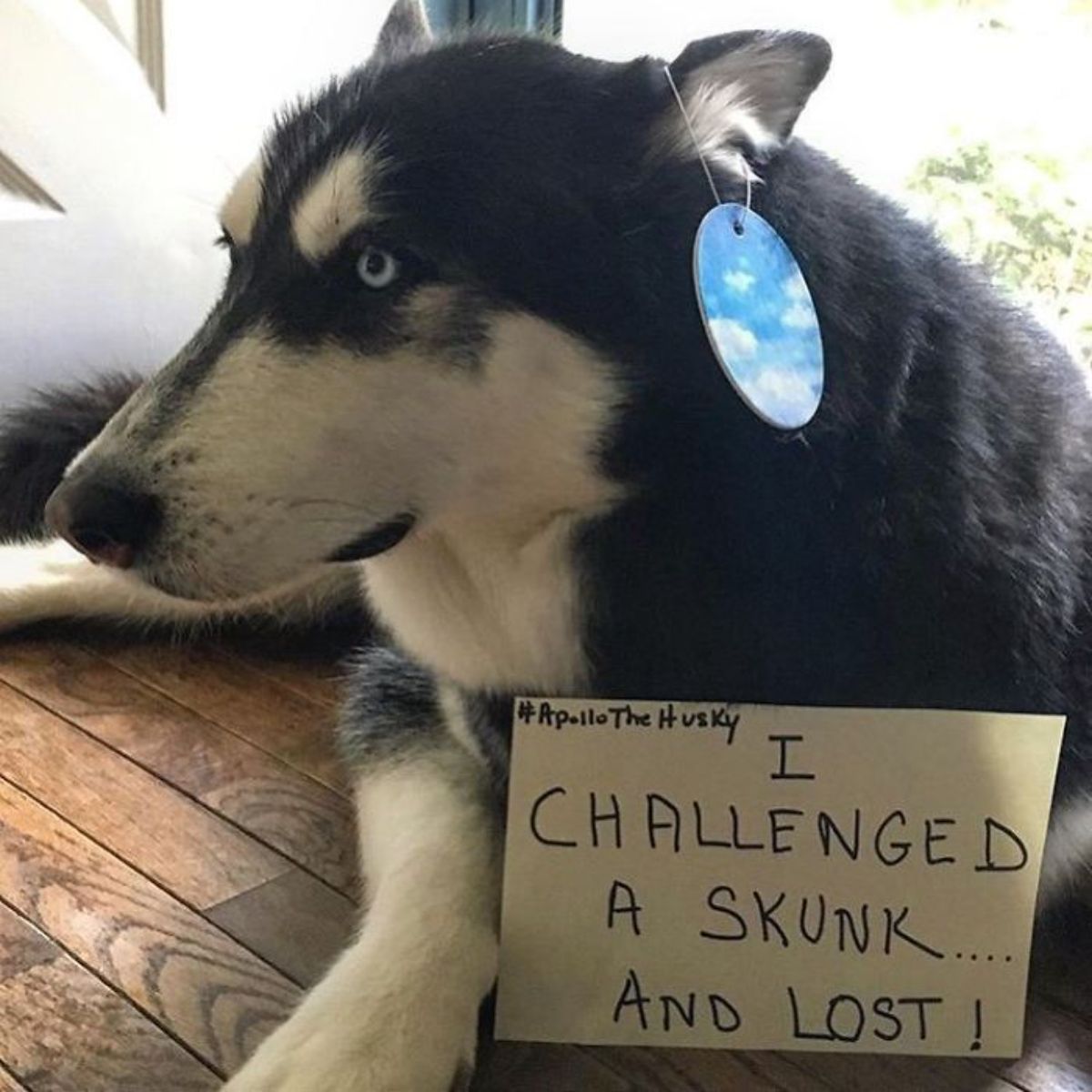 black and white husky laying on the floor with a note saying "I challenged a skunk... and lost!"