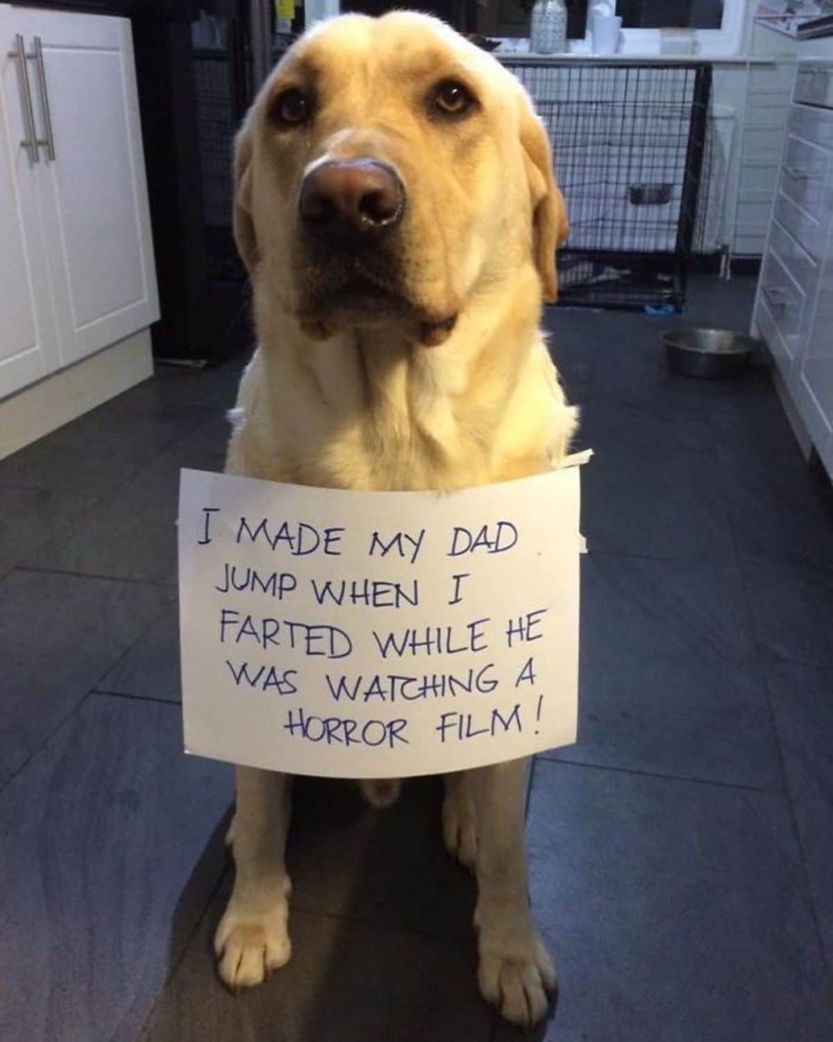 yellow labrador sitting on the floor with a note saying he farted and scared the dad when he was watching a horror movie