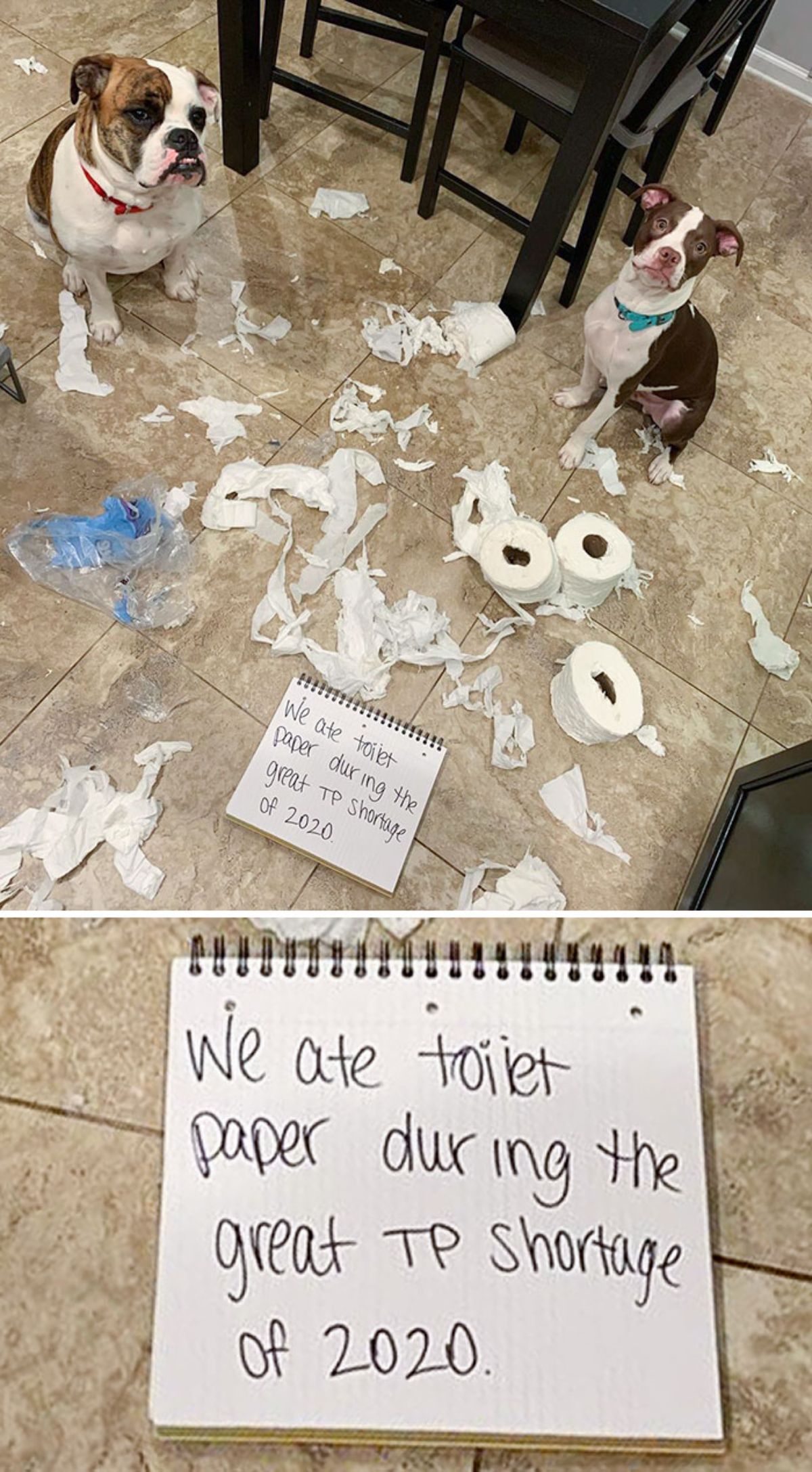 brown and white bulldog and pit bull sitting on floor next to ripped up toilet paper rolls with a note saying the two dogs ate toilet paper during the great toilet paper shortage of 2020
