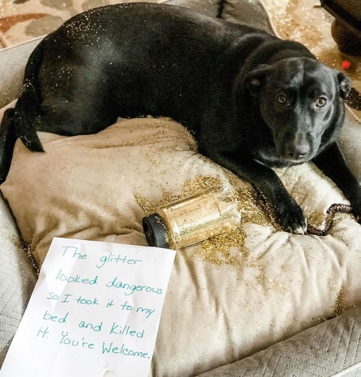 black labrador laying on a brown dog bed with a bottle of glitter spilt all over with a note saying the glitter bottle looked dangerous and the dog decided to kill it