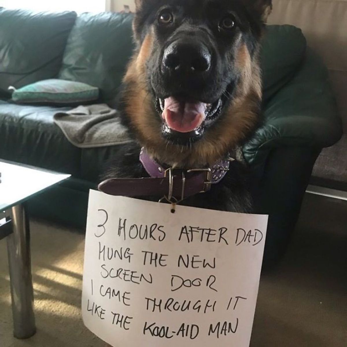 brown and white german shepherd sitting in front of a green sofa with a note saying the dog ran through a screen door shortly after the dad put it up