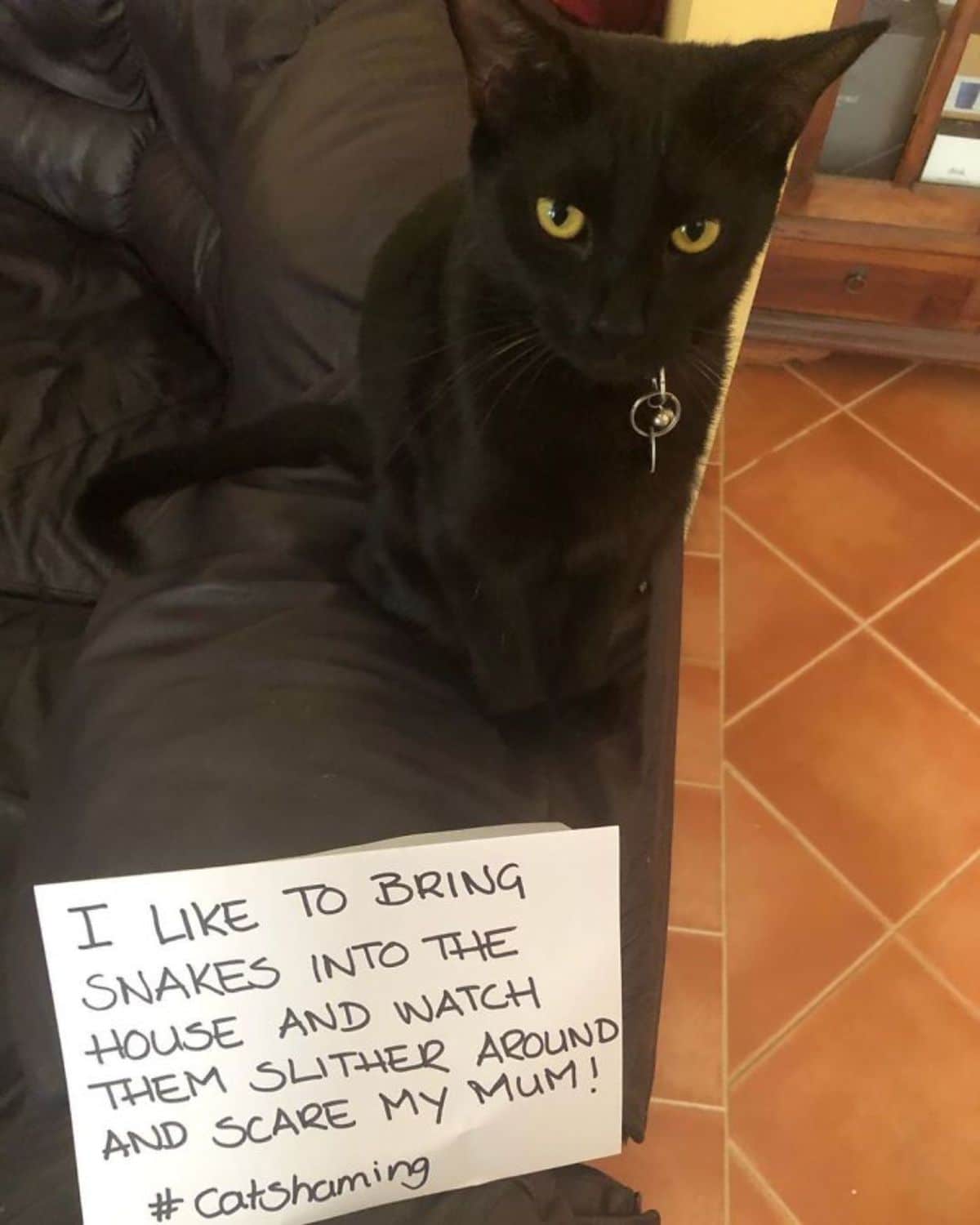 black cat sitting on a black sofa with a note saying the cat likes to bring snakes into the house and scare the family