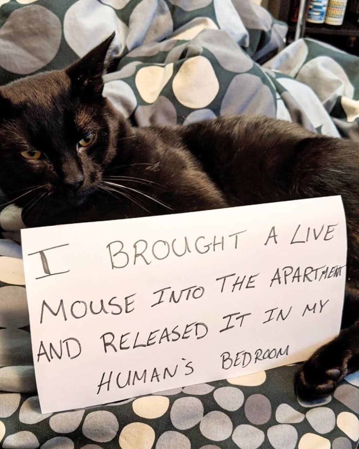 black cat is laying on a green grey brown and beige patterned bed with a note saying that it brought a live mouse into the house and released it in the human's bedroom