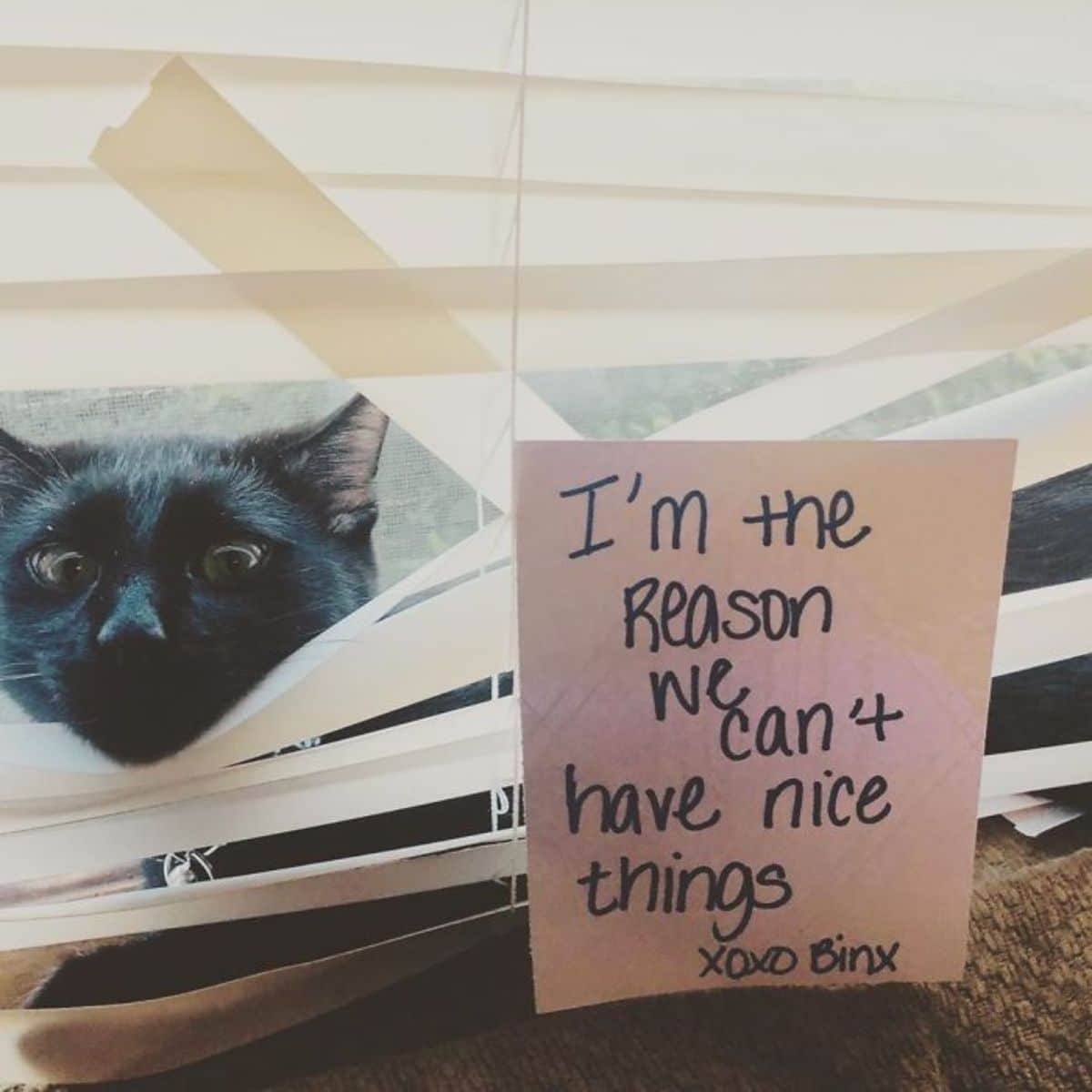 black cat sticking its head through broken white window blinds with a note saying "I'm the reason we can't have nice things xoxo Binx"