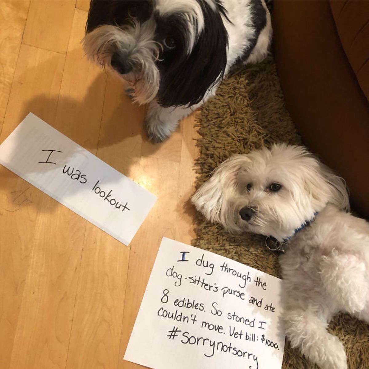 fluffy white dog laying on floor next to fluffy black and white dog standing behind it with the white dog's note saying ate the dogsitter's edibles and the vet bill was $1000 and the other dog's note says "I was lookout"