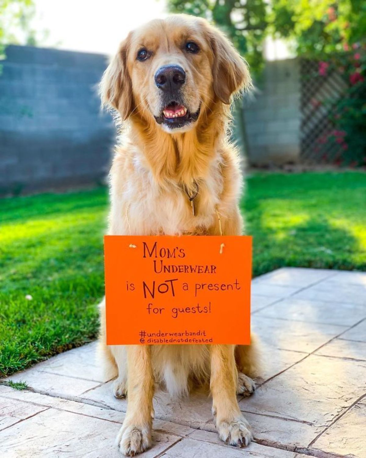 golden retriever sitting on the ground in a garden with a note saying "Mom's underwear is not a present for guests!"