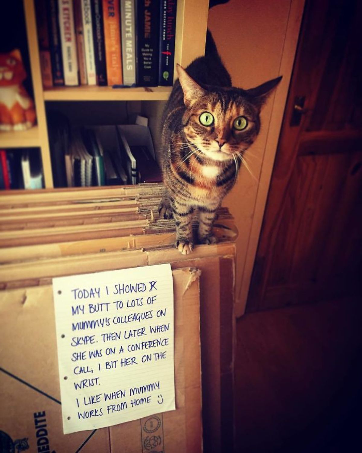 brown tabby cat standing on a stack of folded cardboard boxes in front of a bookshelf with a note saying showed her butt to people on a conference call, bit her mum's wrist and likes when mummy is working from home