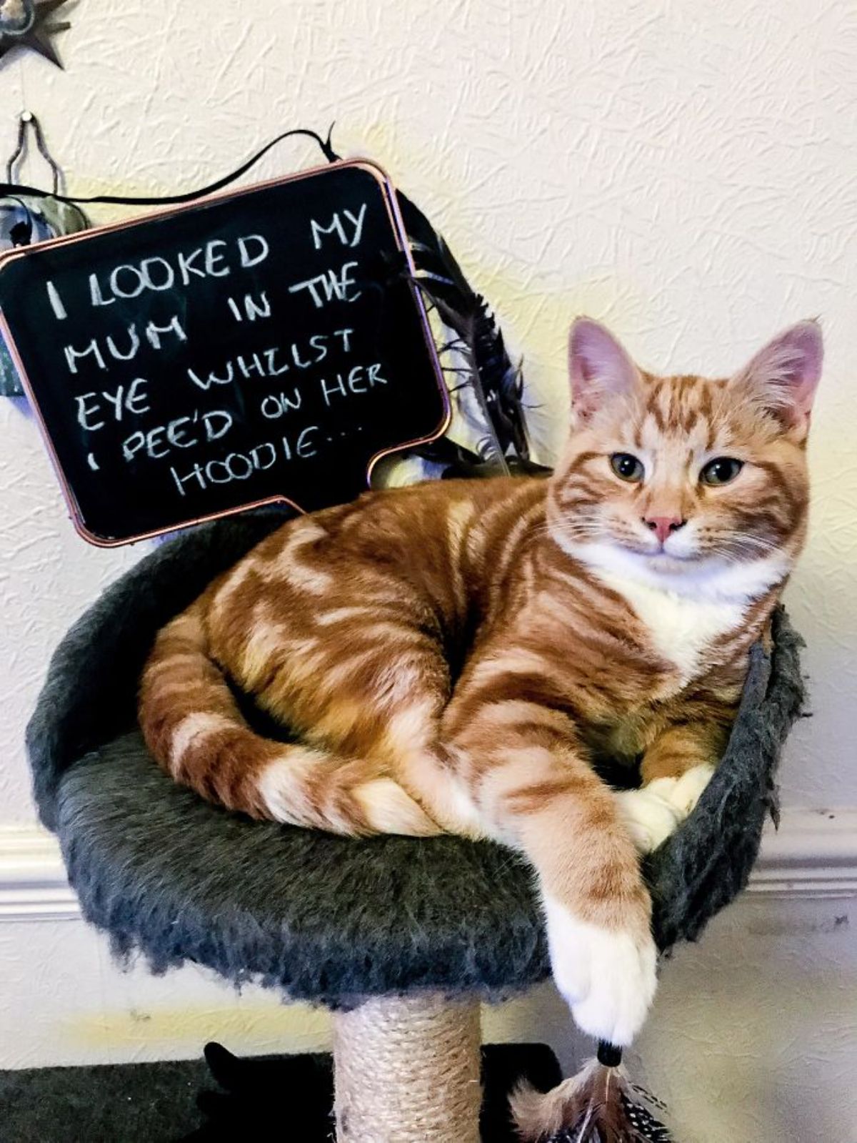 orange and white cat laying in a black cat perch of a cat tree with a note saying "I looked my mum in the eye whilst I pee'd on her hoodie"