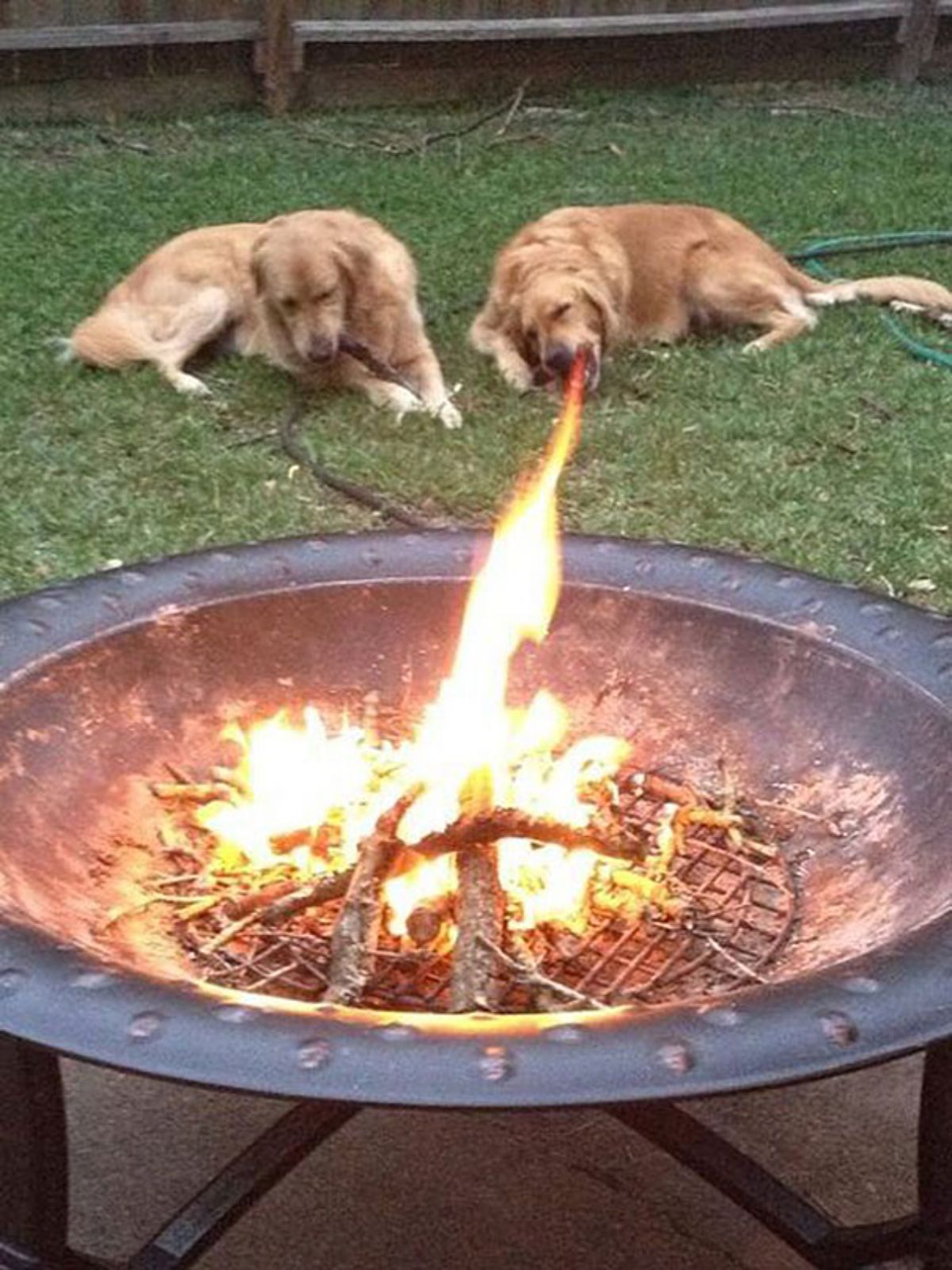 2 golden retrievers laying on grass behind a large fire in a pit with it looking like one dog has fire coming out of its mouth