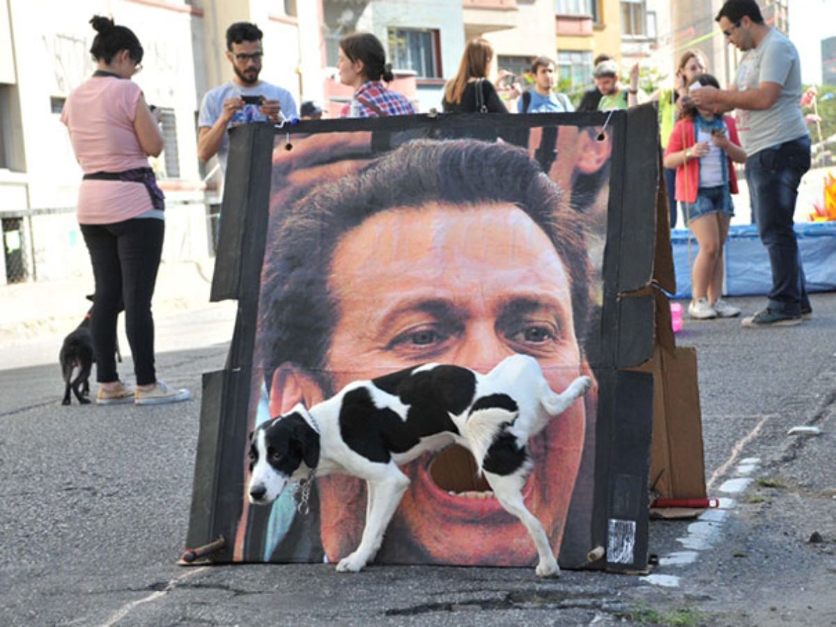 black and white dog raising a leg and peeing on a blown up photo of a man with his mouth open