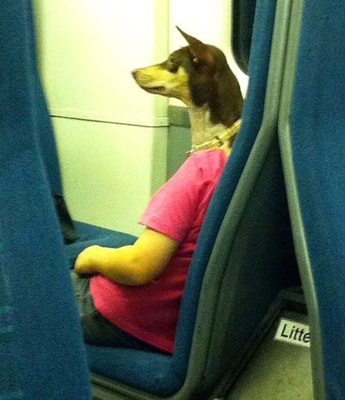 black and white dog sitting next to a woman in a pink shirt looking like the dog is wearing a pink shirt with a human arm