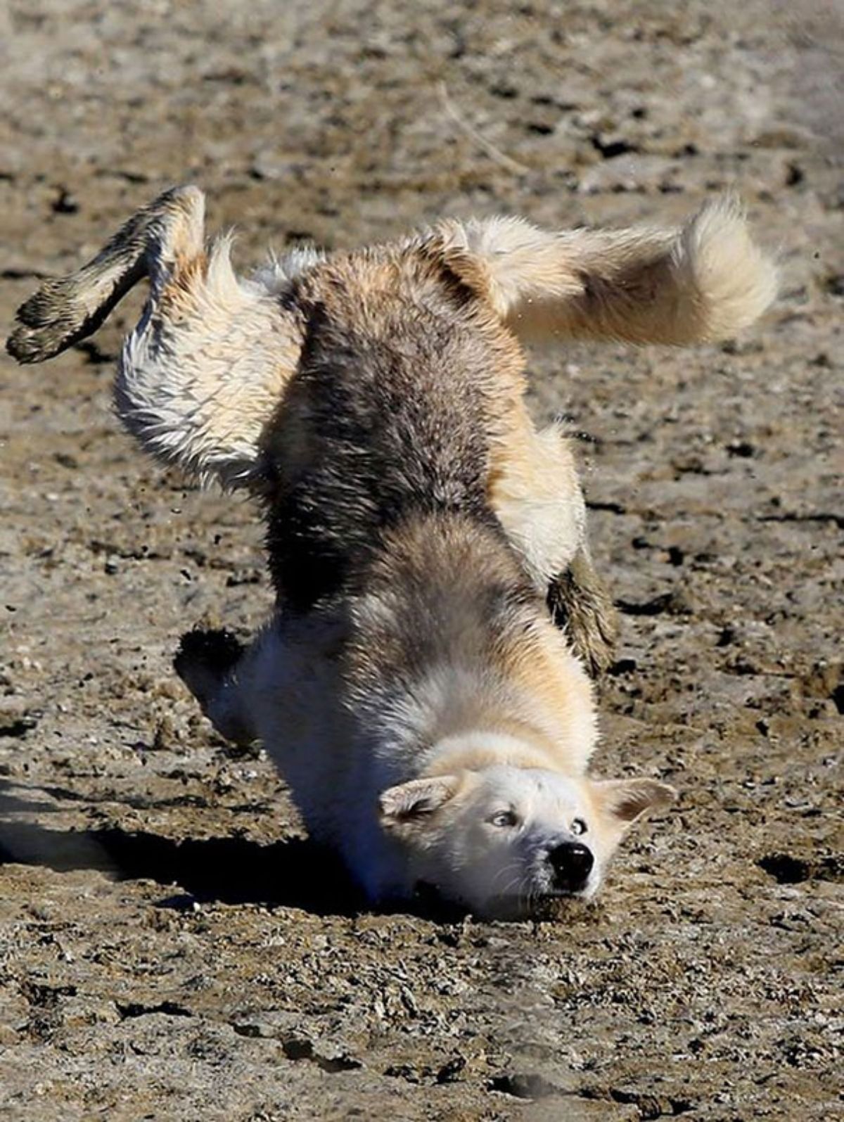 brown and black dog with its head and chin on the ground and the rest of the body in the air