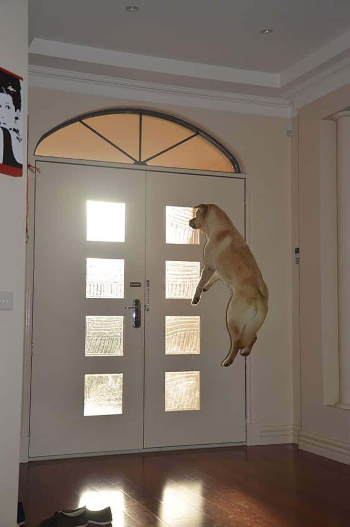 brown and white dog in mid air in front of a white door with glass windows in it