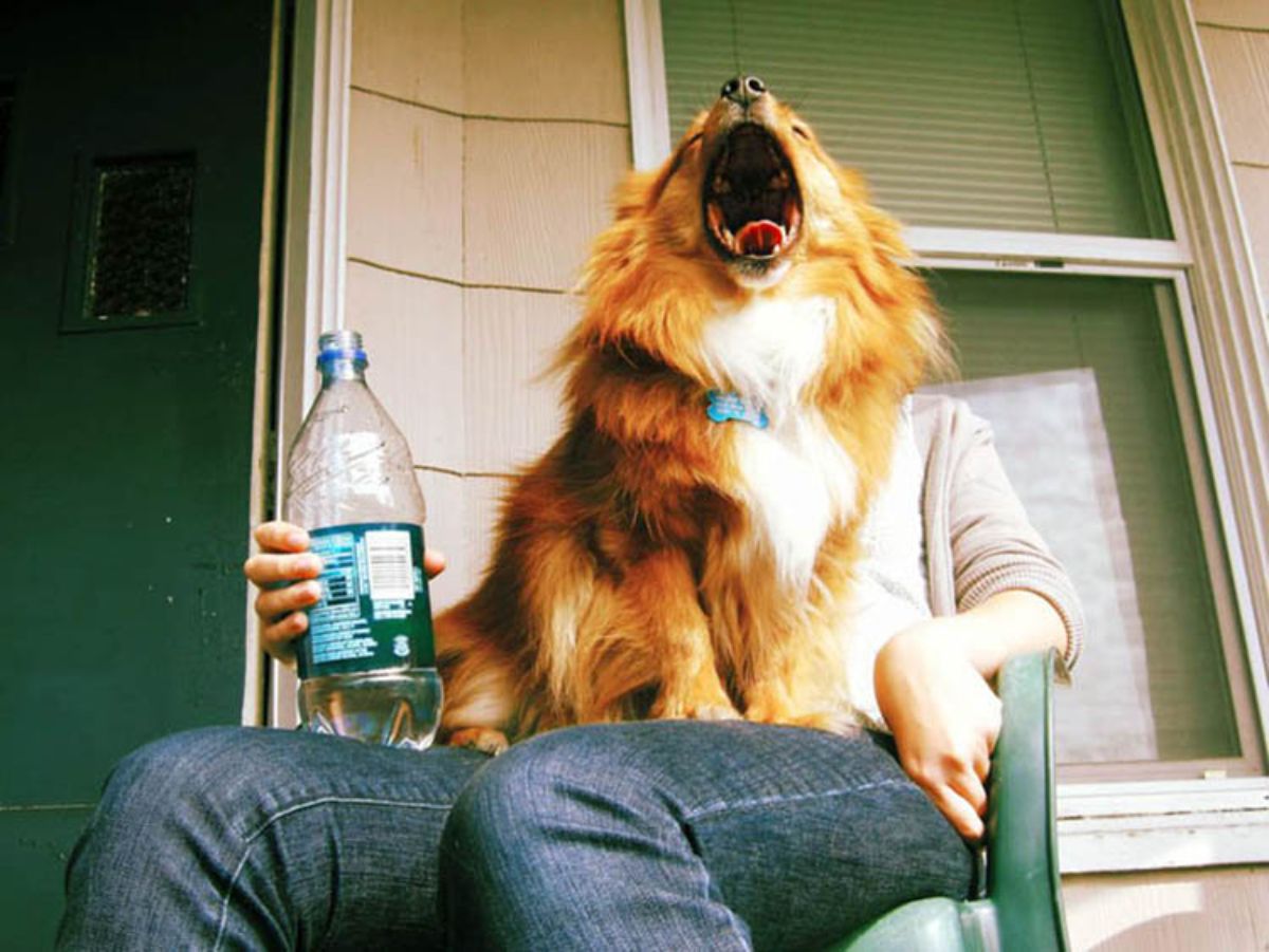 fluffy brown and white dog yawning on the lap of a person sitting on a chair holding a large bottle of water