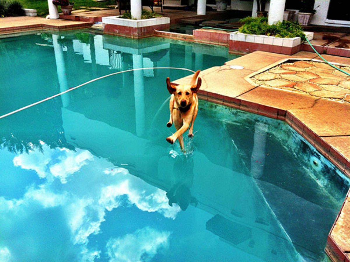 brown dog running on water in a swimming pool