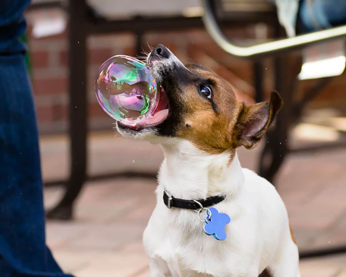 brown black and white terrier with a large soap bubble in its mouth