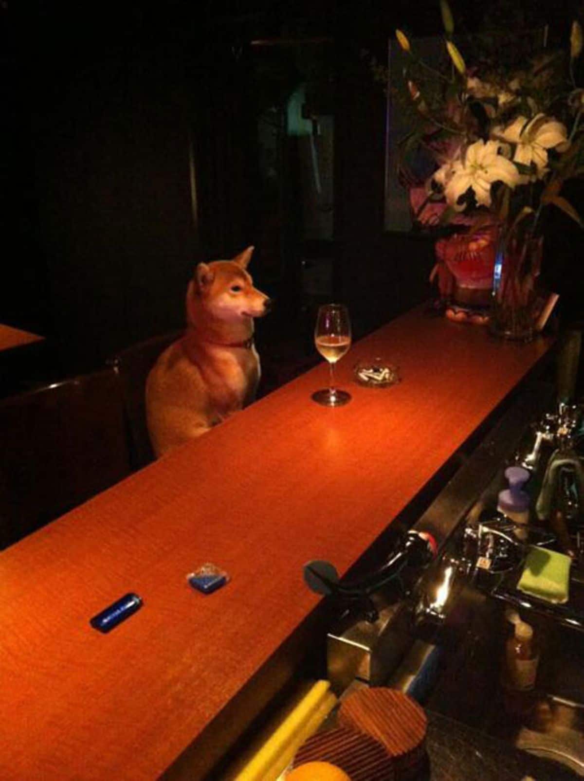 brown shiba inu sitting at a brown bar with a glass of champagne in front of it