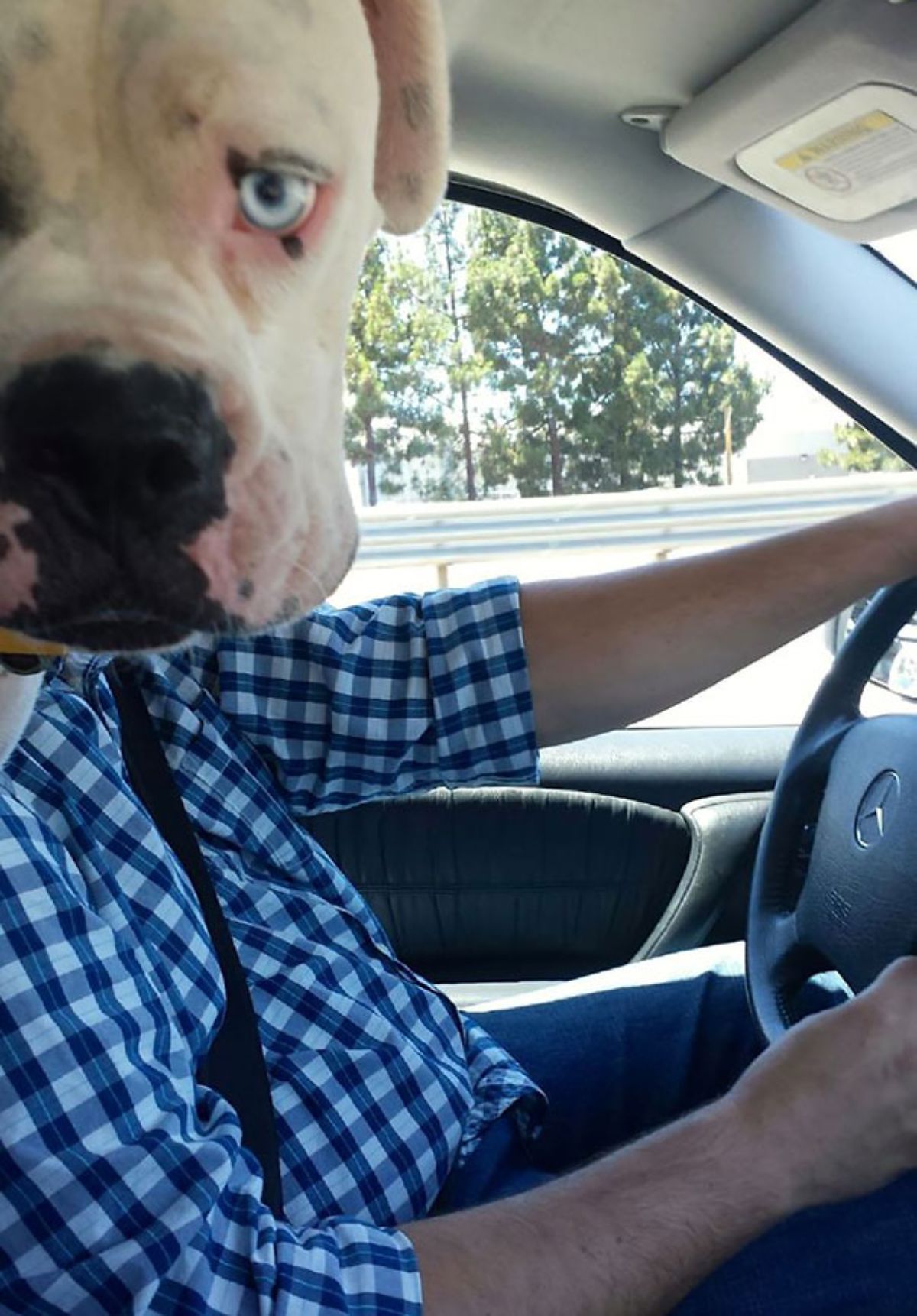 man sitting in a driver's seat with a white dog's head where his head would be