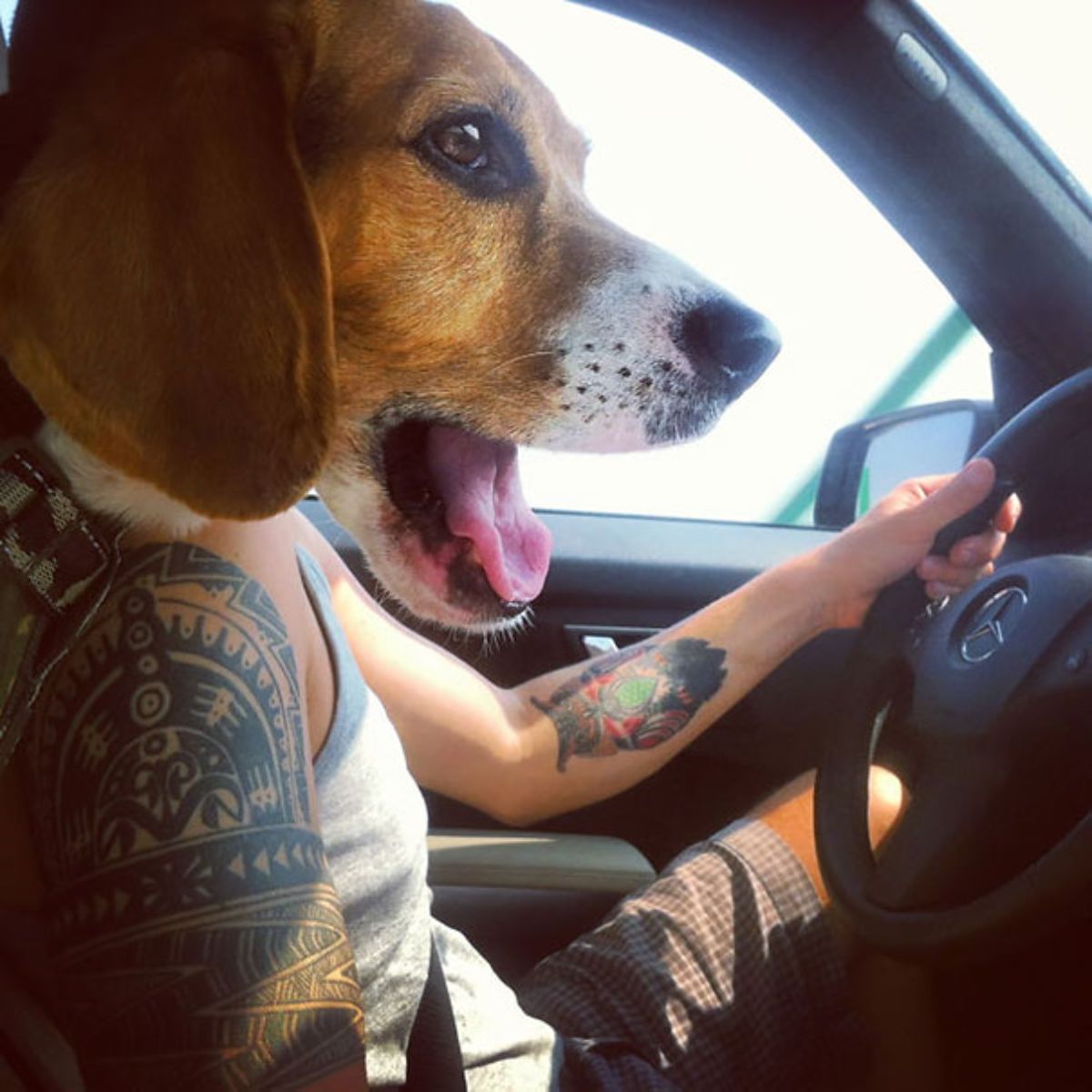 someone sitting in a driver's seat with a beagle's head blocking the person's head