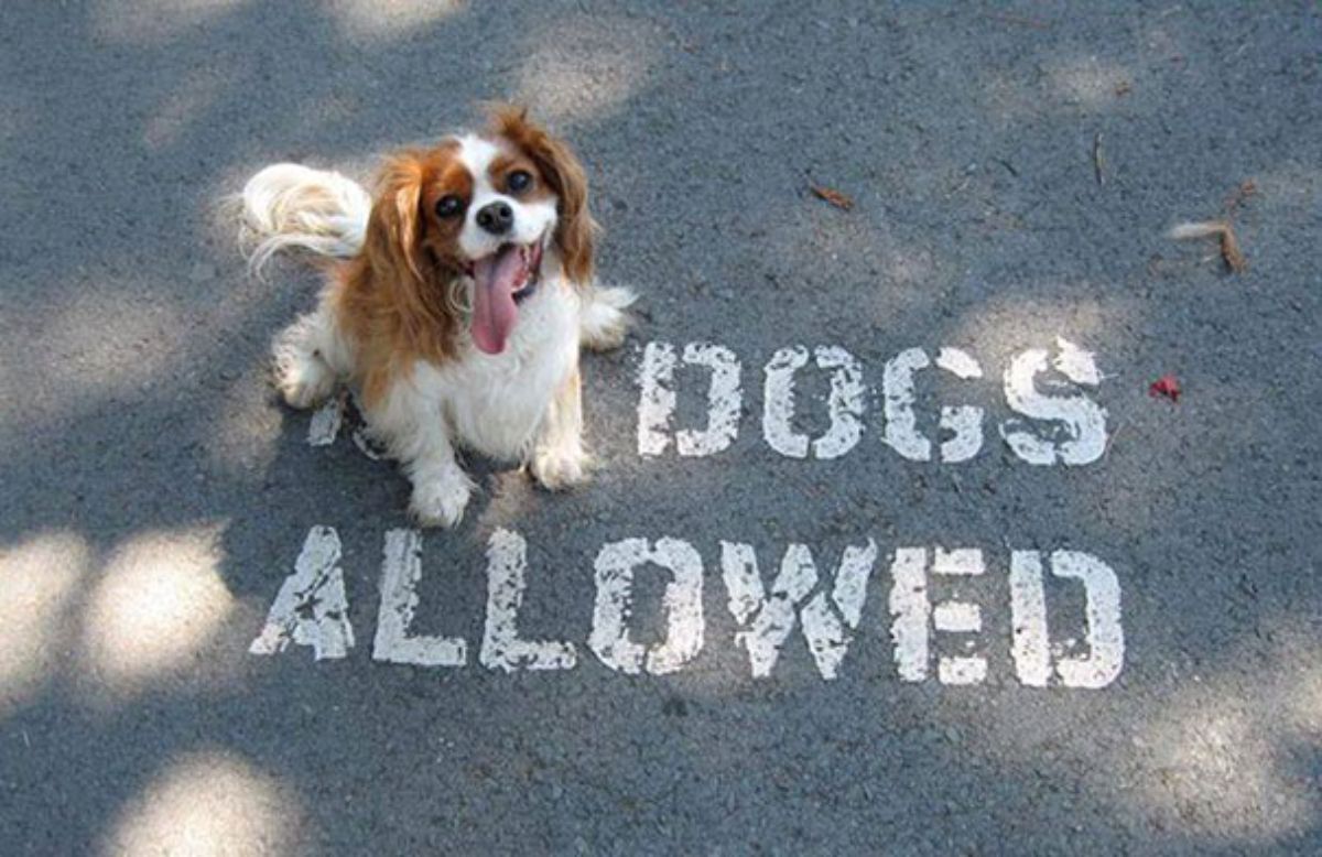 fluffy brown and white sitting on the word no in no dogs allowed painted on a road