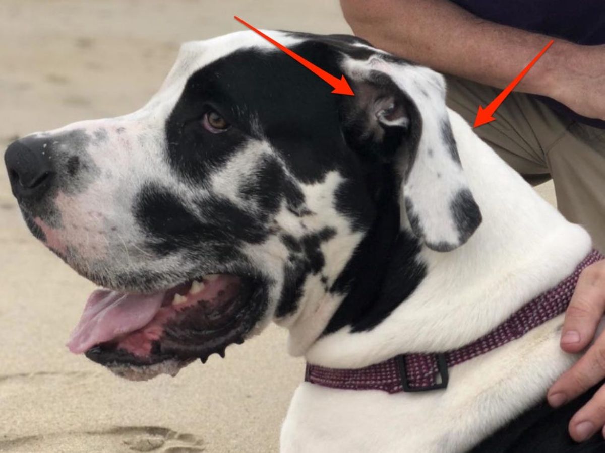 black and white great dane that looks like it has the face of a dog on its ear
