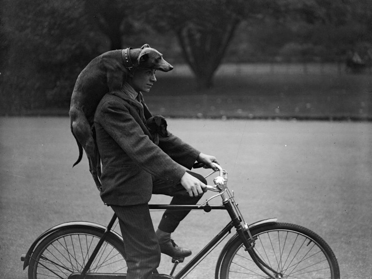 black and white photo of a dog on a man's back while he's riding a bicycle