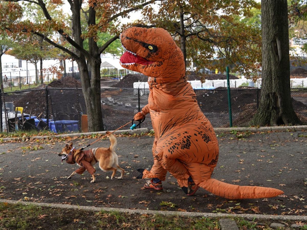 brown dog in a brown shirt getting walked on a leash by someone dressed as a brown tyrannosaurus rex