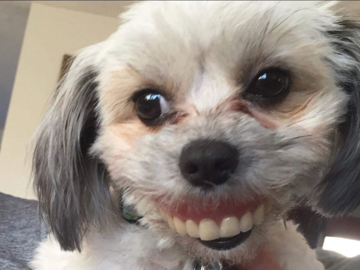 small white and grey dog with dentures in its mouth