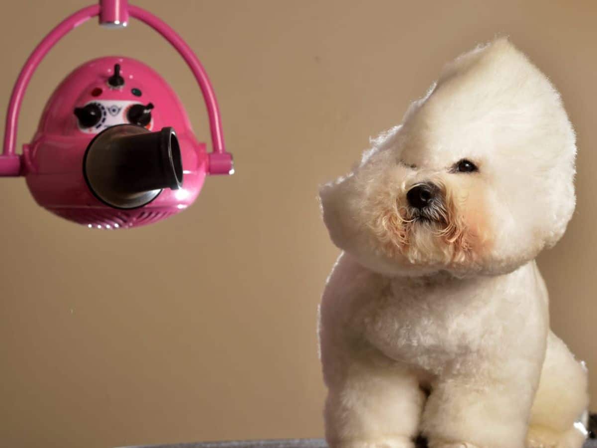 small white dog getting its hair blow dried with one side of the head looking flattened