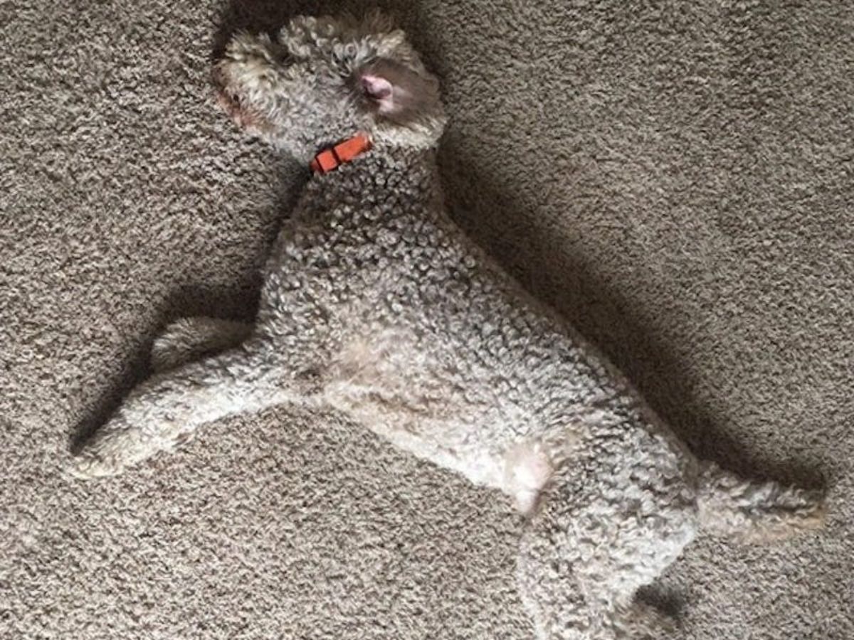 light brown poodle laying on its side on a light brown carpet