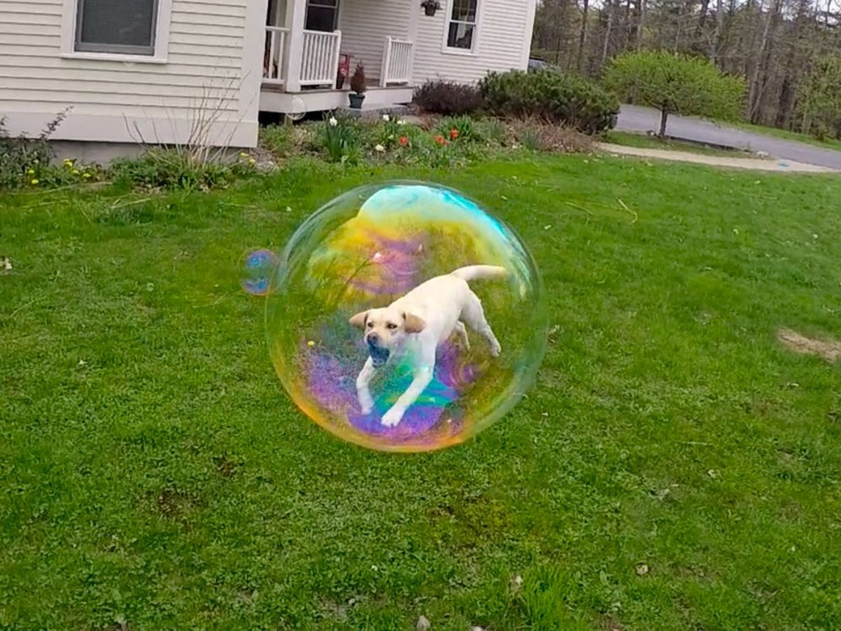 white dog running on grass looking like it is inside a soap bubble