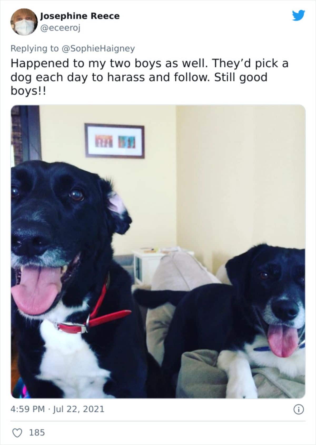 a tweet with a photo of 2 black and white dogs saying they got kicked out because he picked a dog every day to harass