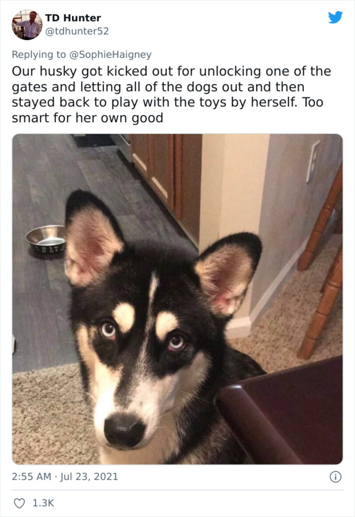 a tweet with a photo of a black and white husky saying he got kicked out for unlocking the gates to let the dogs out so she can play with all the toys
