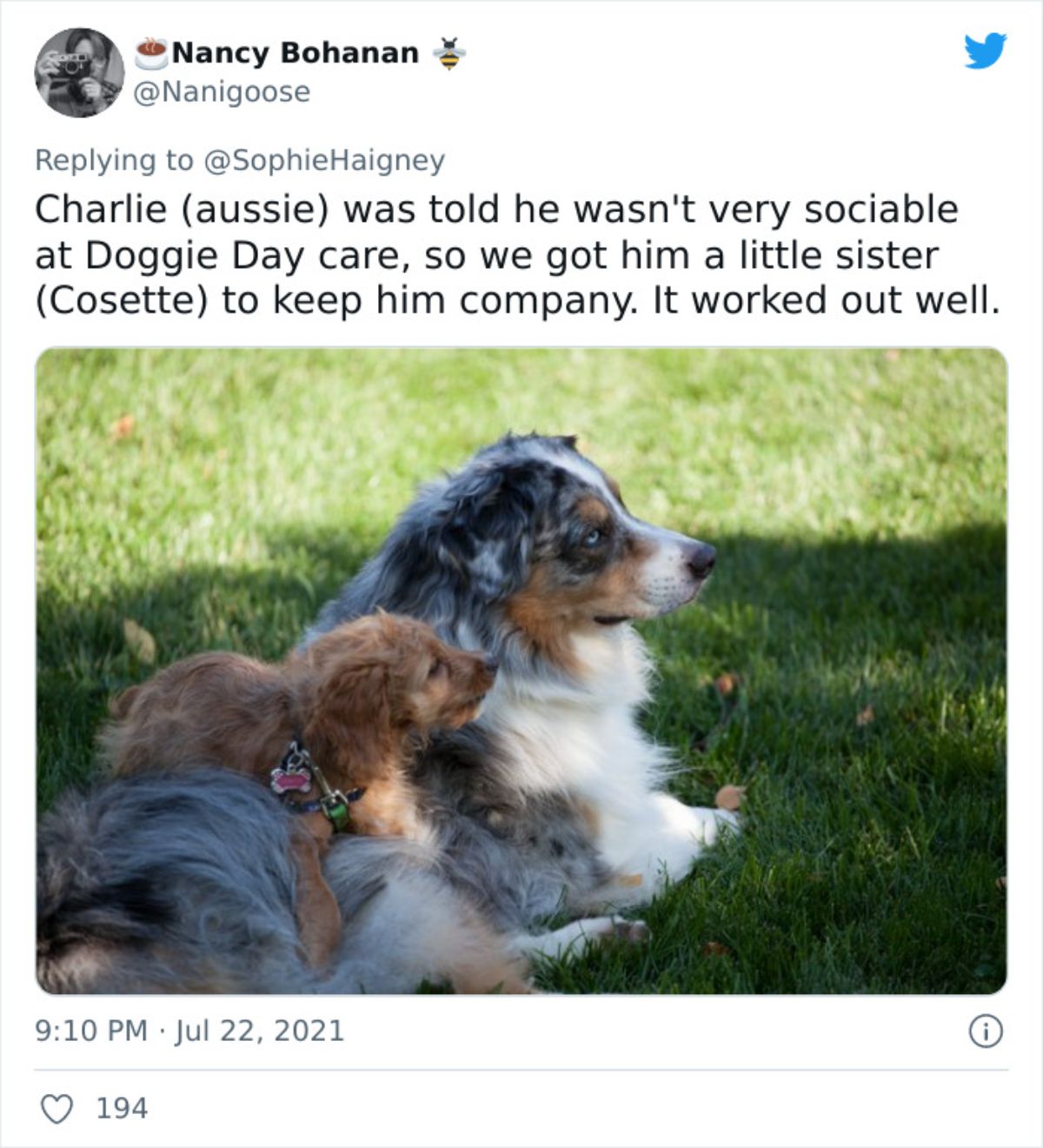 a tweet with a photo of a black white and brown australian shepherd with a brown puppy on it saying the dog wasn't sociable and they got him a puppy