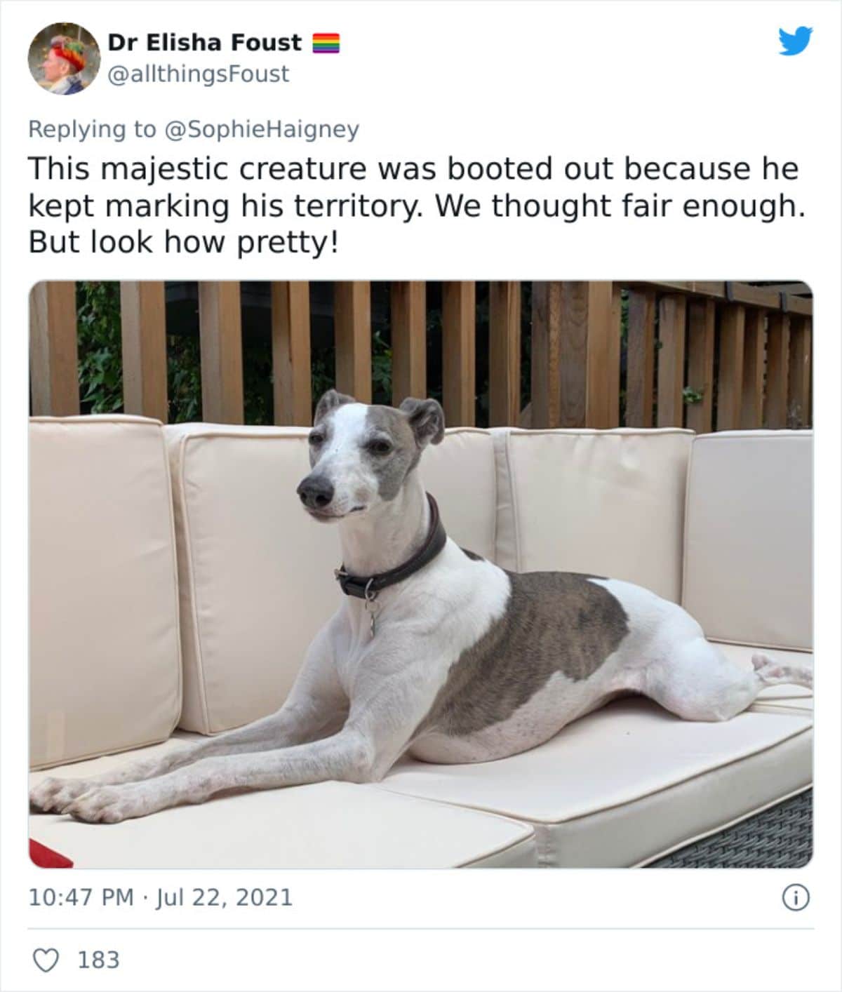 a tweet with a photo of a grey and whte greyhound on a sofa saying he was kicked out for marking his territory