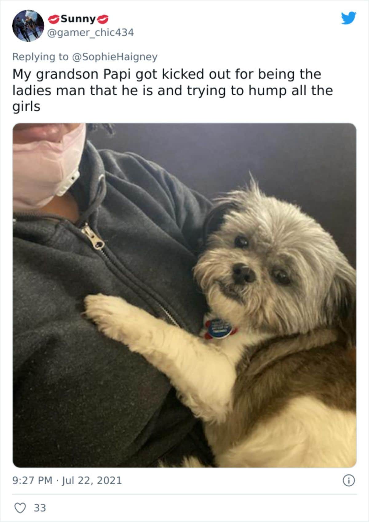 a tweet with a photo of a fluffy grey and white dog cuddled with a man saying he tried to hump the female dogs