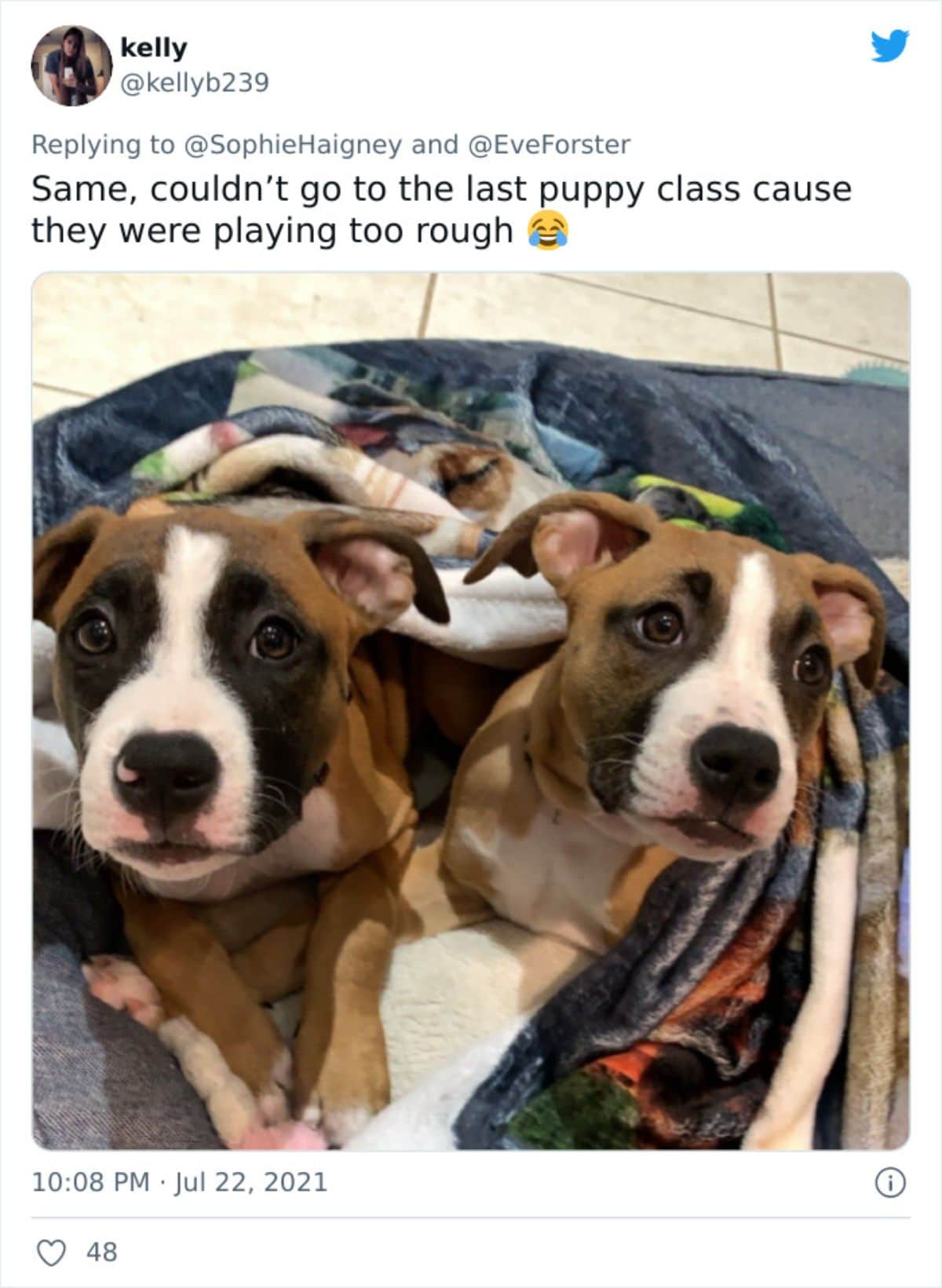 a tweet with a photo of two brown black and white puppies in a dog bed saying they got kicked out for playing too rough